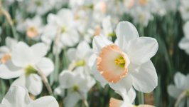 Desktop image. Flowers. ID:123166