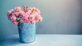 Desktop image. Flowers. ID:123540