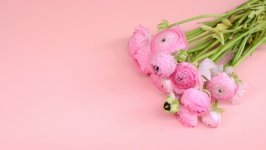 Desktop image. Flowers. ID:132090