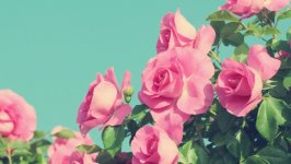 Desktop image. Flowers. ID:123791