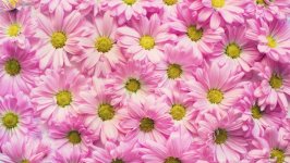 Desktop image. Flowers. ID:123818