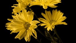 Desktop image. Flowers. ID:124130