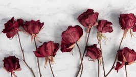 Desktop image. Flowers. ID:124555