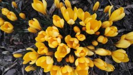Desktop image. Flowers. ID:124582