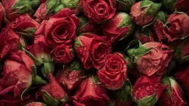Desktop image. Flowers. ID:124747