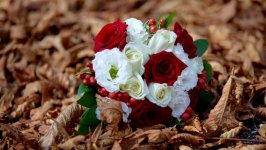 Desktop image. Flowers. ID:125123