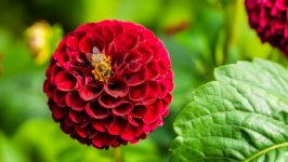 Desktop image. Flowers. ID:125154