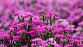 Desktop image. Flowers. ID:125315