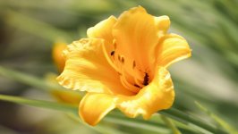 Desktop image. Flowers. ID:125423