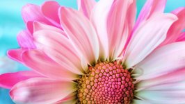 Desktop image. Flowers. ID:132086