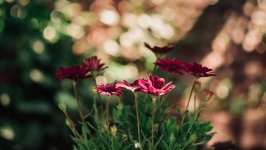 Desktop image. Flowers. ID:125750