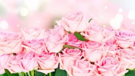 Desktop image. Flowers. ID:125848