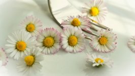 Desktop image. Flowers. ID:125977