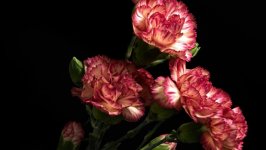 Desktop image. Flowers. ID:126032
