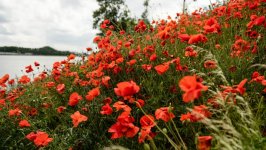 Desktop image. Flowers. ID:126033