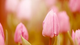 Desktop image. Flowers. ID:126089