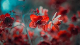 Desktop image. Flowers. ID:126125