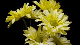 Desktop image. Flowers. ID:126130