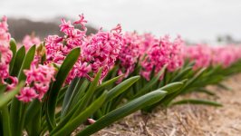 Desktop image. Flowers. ID:127001