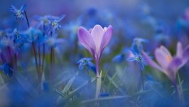 Desktop image. Flowers. ID:127197