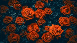 Desktop image. Flowers. ID:127204