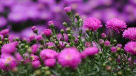 Desktop image. Flowers. ID:128601