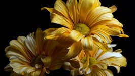 Desktop image. Flowers. ID:128726