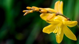 Desktop image. Flowers. ID:128749