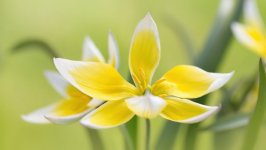 Desktop image. Flowers. ID:128885