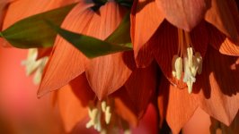 Desktop image. Flowers. ID:128971