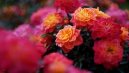 Desktop image. Flowers. ID:129000