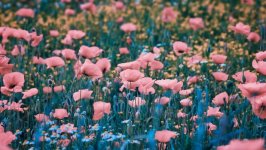 Desktop image. Flowers. ID:129091