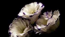 Desktop image. Flowers. ID:129193