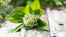 Desktop image. Flowers. ID:129196