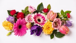 Desktop image. Flowers. ID:129197