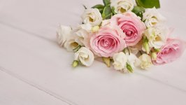 Desktop image. Flowers. ID:129198