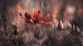 Desktop image. Flowers. ID:129510