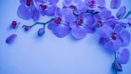 Desktop image. Flowers. ID:130310