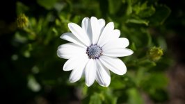 Desktop image. Flowers. ID:130327