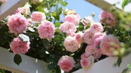 Desktop image. Flowers. ID:130367