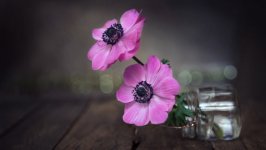 Desktop image. Flowers. ID:130384