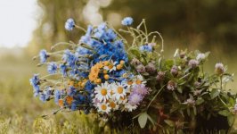 Desktop image. Flowers. ID:130690