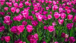Desktop image. Flowers. ID:130712