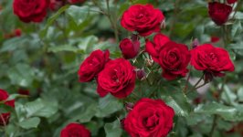Desktop image. Flowers. ID:130930