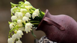 Desktop image. Flowers. ID:130945