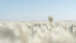 Desktop image. Flowers. ID:131207