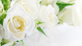 Desktop image. Flowers. ID:131622