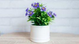 Desktop image. Flowers. ID:131679