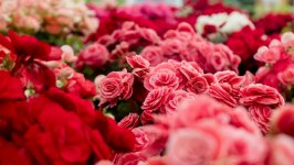 Desktop image. Flowers. ID:131713