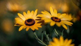 Desktop image. Flowers. ID:131714